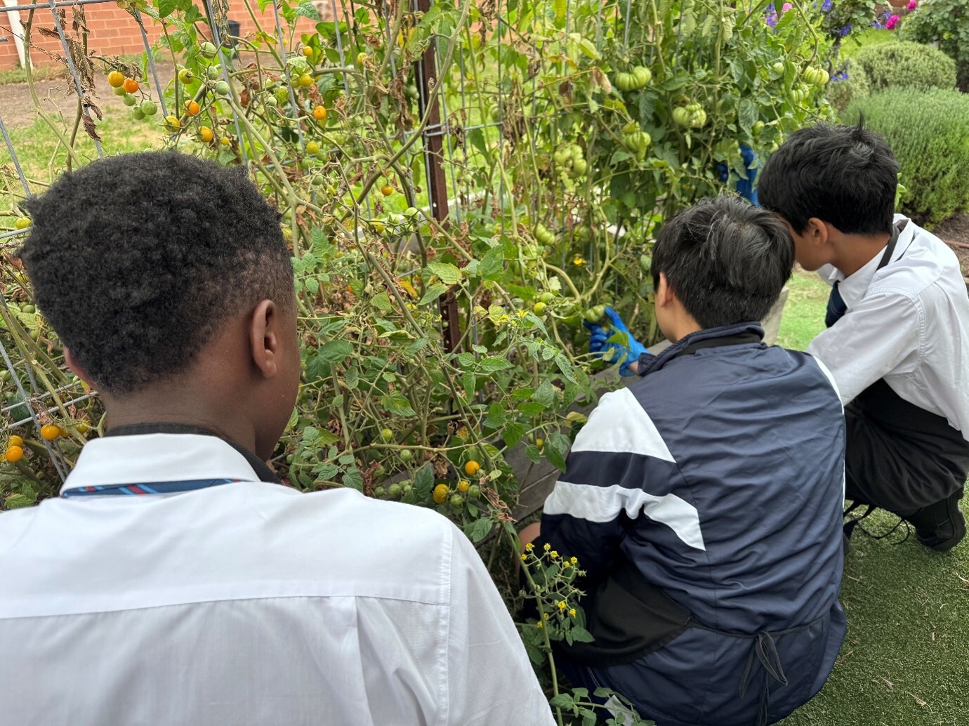 Students picking tomatoes from the trellis in the kitchen garden