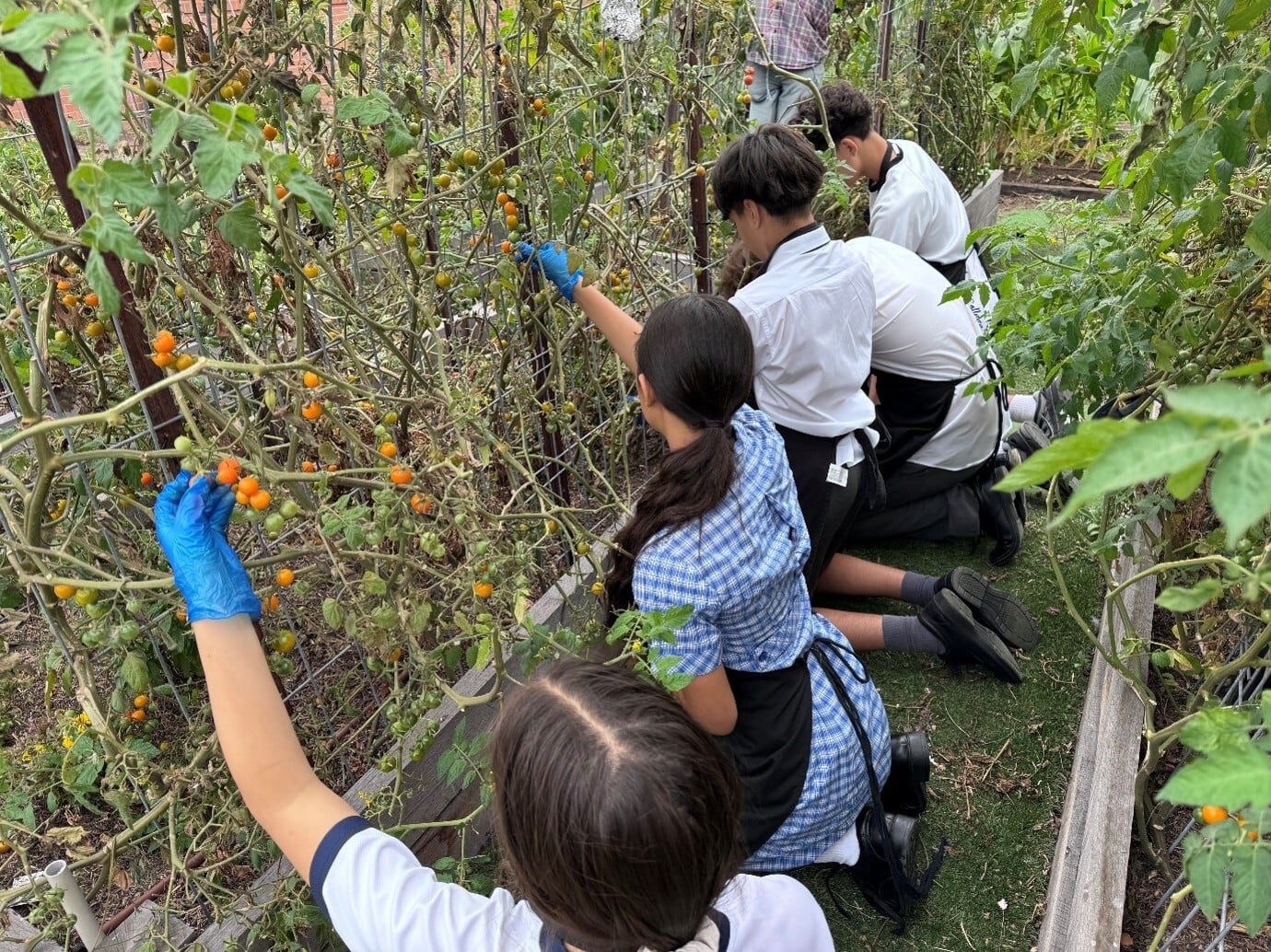 Gilson College students harvesting tomatoes in the school kitchen garden