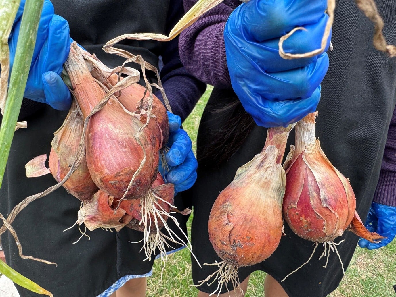 Students holding freshly harvested shallots from the school garden