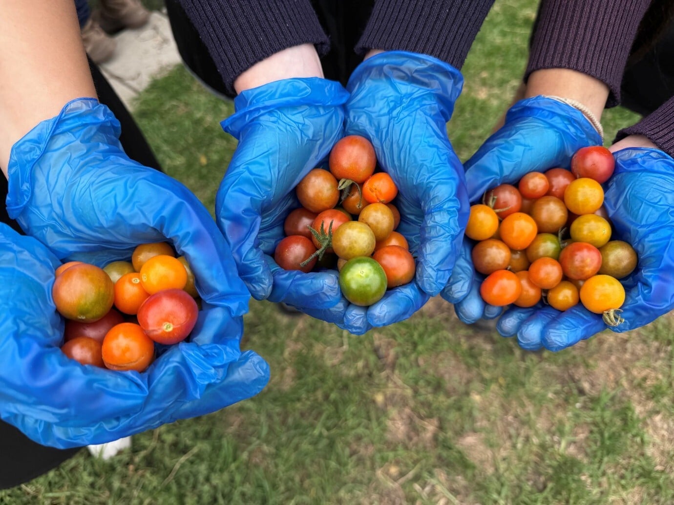 Handfuls of freshly picked cherry tomatoes from the kitchen garden